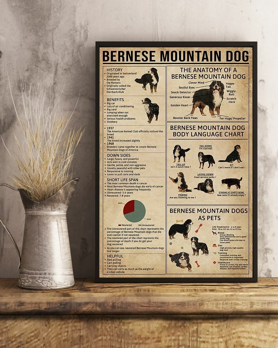 Póster de conocimientos sobre el perro de montaña bernés, lienzo