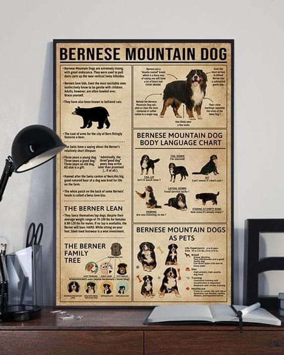 Bernese Mountain Dog Knowledge Dog Lover Poster, Canvas