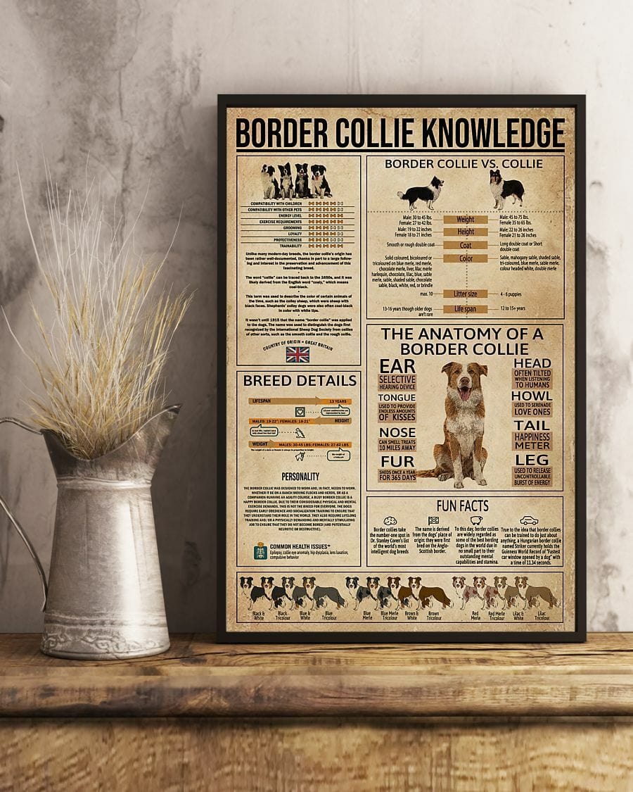 Póster de perro Border Collie vs Collie, conocimiento sobre el Border Collie