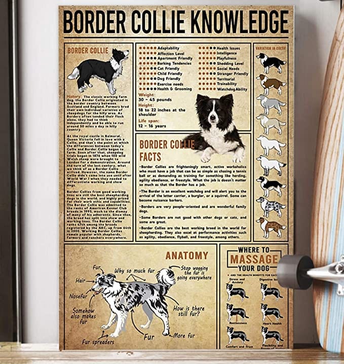 Póster de conocimientos sobre el Border Collie, lienzo
