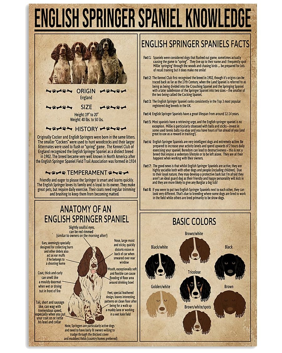 English Springer Spaniel Knowledge Poster, Canvas