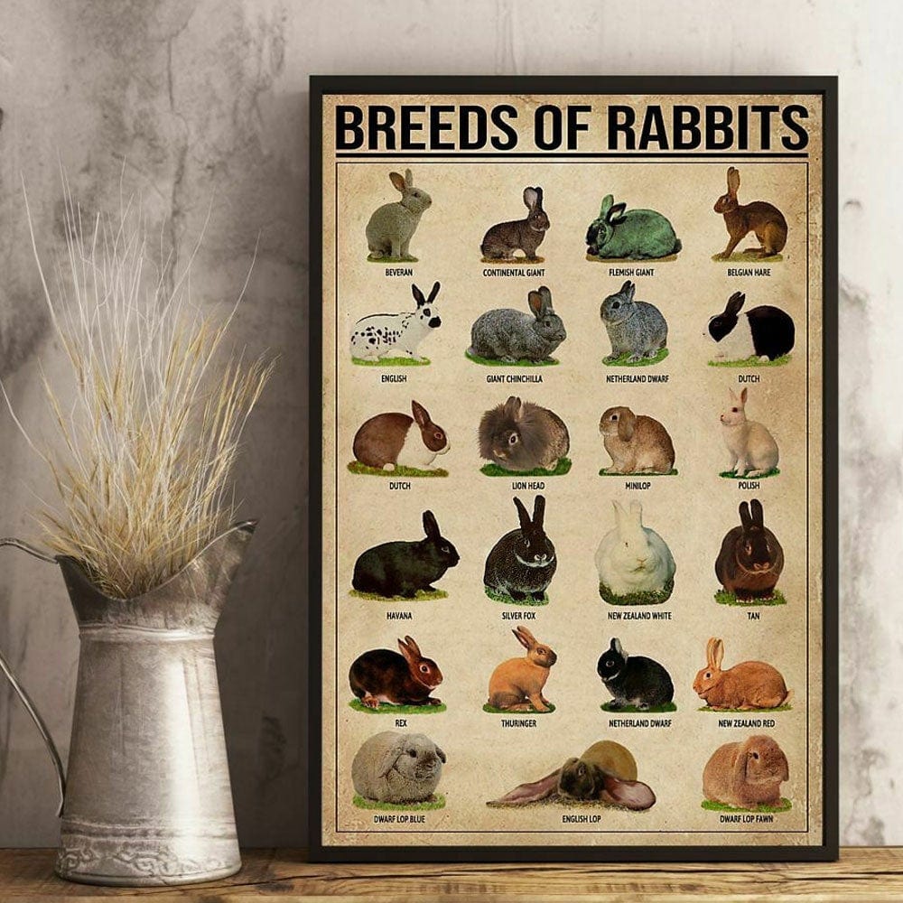 Razas de conejos, póster de conejo, lienzo