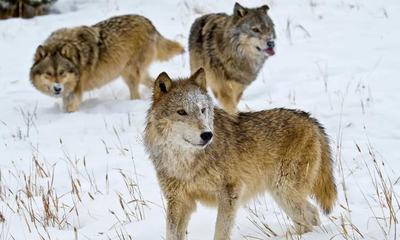 Exploring the Fascinating World of Wolves, A Symbol of Wilderness