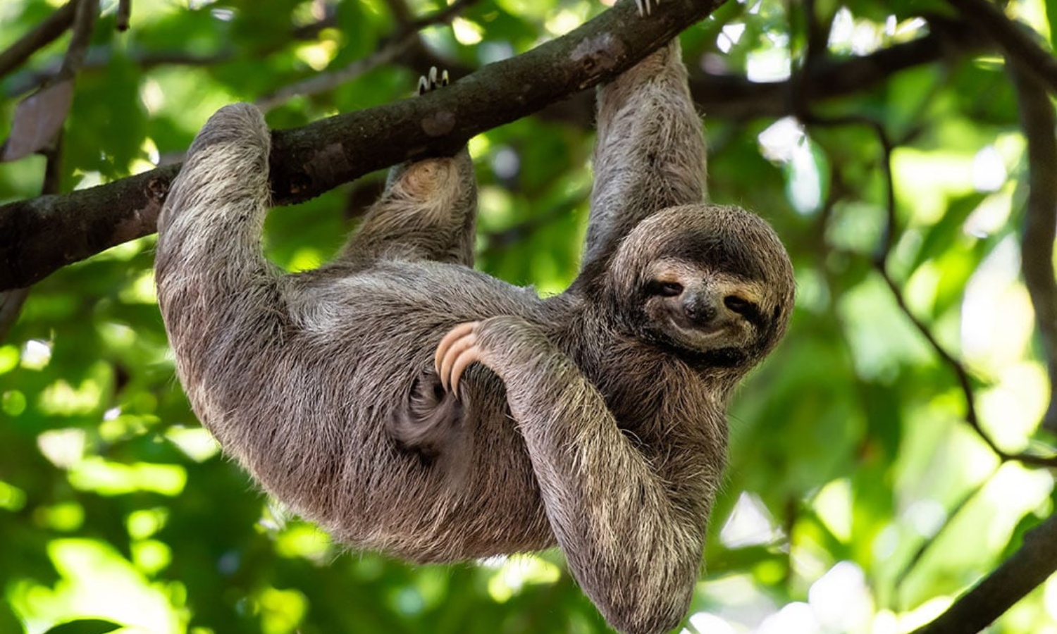 The World's Laziest Animal: Bradypus tridactylus (Sloth)