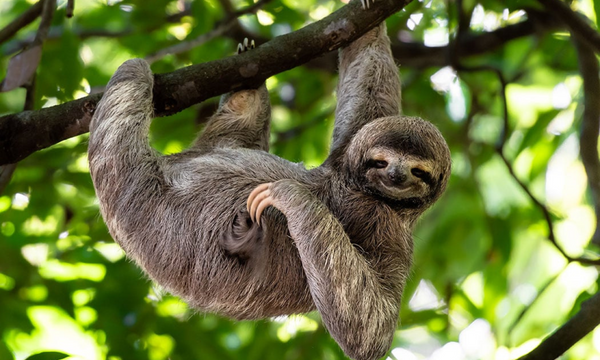 The World's Laziest Animal: Bradypus tridactylus (Sloth) - Hope Fight