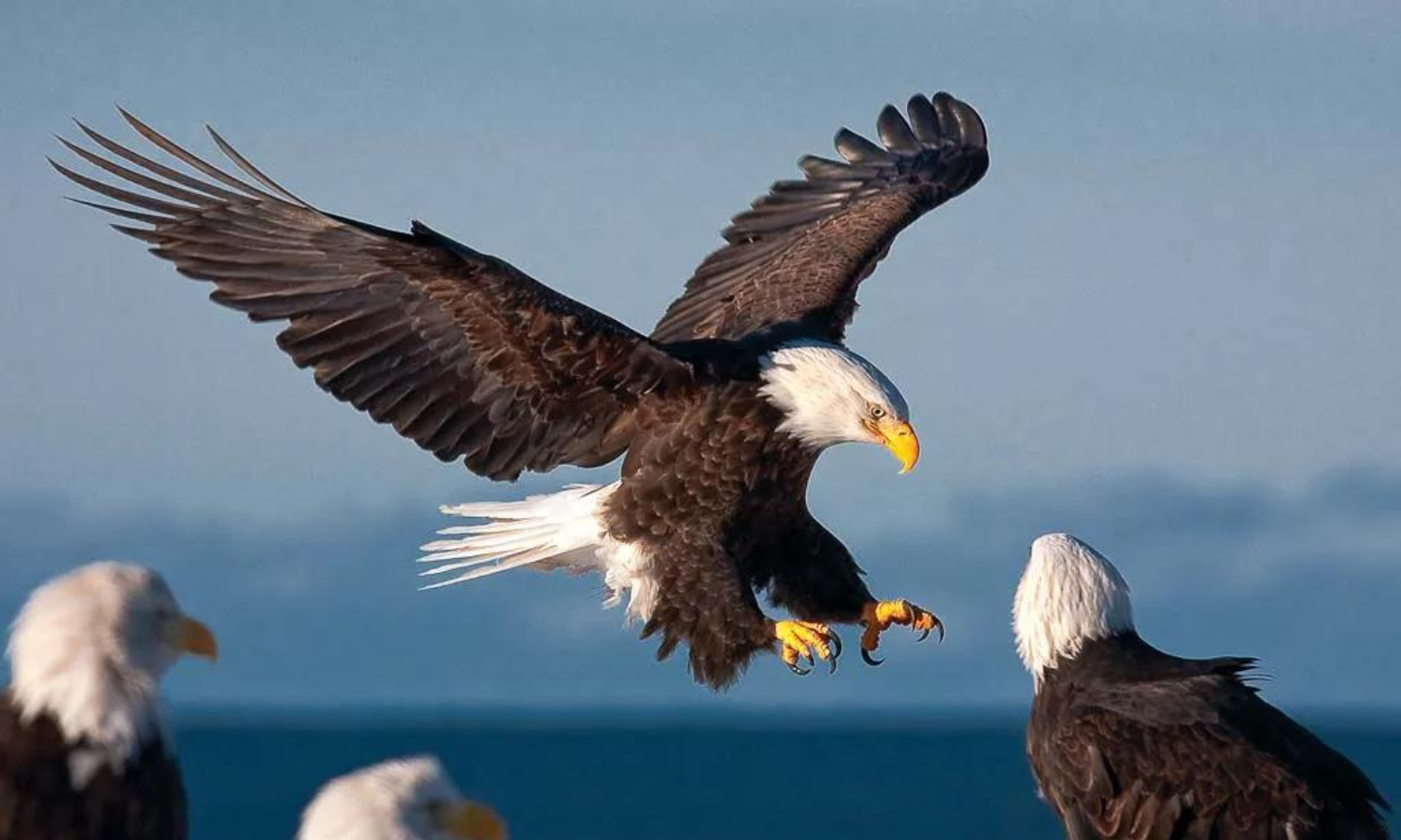 Eagles, Majestic Raptors of the Sky