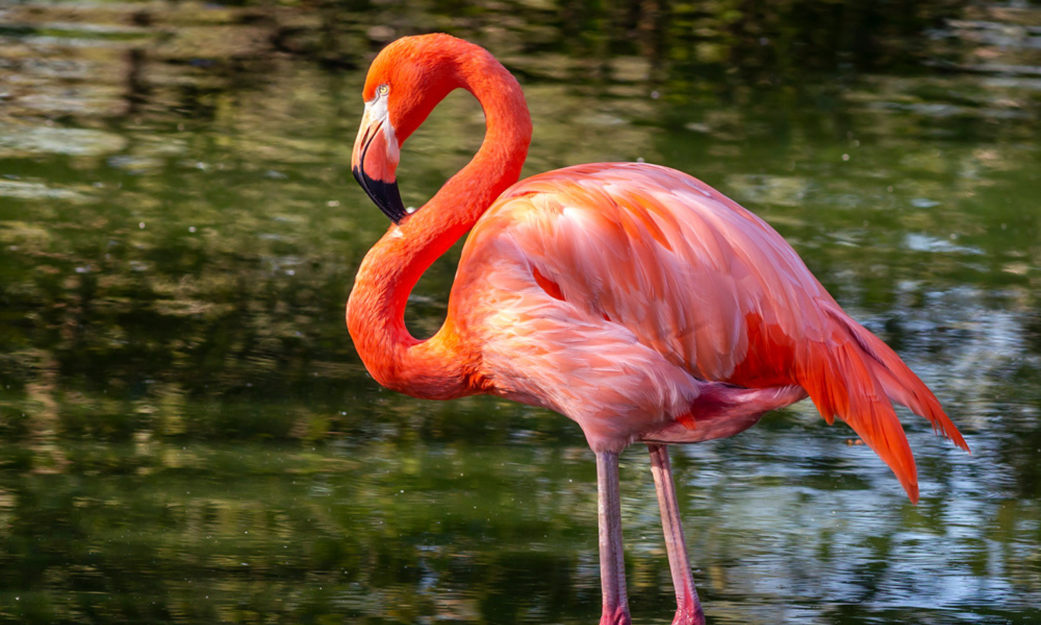 Flamingos: Graceful Icons of the Wetlands
