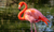 Flamingos: Graceful Icons of the Wetlands