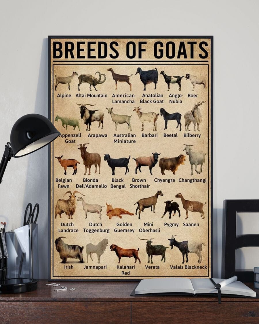 Breeds Of Goats Poster, Canvas