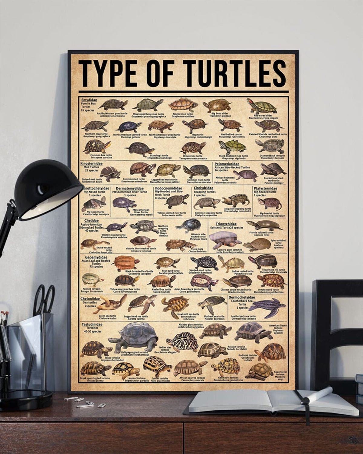Types Of Turtle Knowledge Poster, Canvas