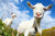 Funny Goats Jigsaw Puzzle, Autism Toys For Kids, Adults