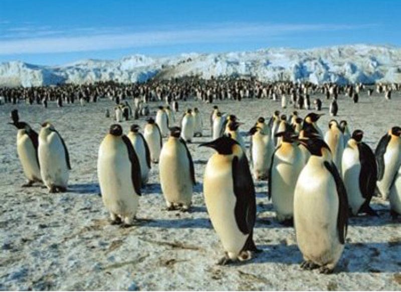 Emperor Penguins Jigsaw Puzzle, Autism Toys For Kids, Adults, Whimsical Jigsaw Puzzle