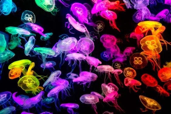 Jellyfish In Neon Light Jigsaw Puzzle, Autism Toys For Kids, Adults, Whimsical Jigsaw Puzzle