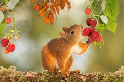 Squirrel Eats Strawberry Jigsaw Puzzle, Autism Toys For Kids, Adults, Whimsical Jigsaw Puzzle