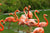 Flamingo Jigsaw Puzzle, Autism Toys For Kids, Adults, Whimsical Jigsaw Puzzle