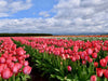 Tulip Festival Jigsaw Puzzle, Autism Toys For Kids, Adults, Whimsical Jigsaw Puzzle