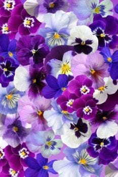 Pansies Jigsaw Puzzle, Autism Toys For Kids, Adults