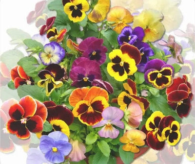Pansy Beauty Jigsaw Puzzle, Autism Toys For Kids, Adults