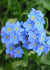 Forget Me Not Flower Jigsaw Puzzle, Autism Toys For Kids, Adults, Whimsical Jigsaw Puzzle