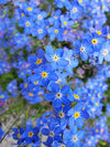 Forget Me Not Flower Garden Jigsaw Puzzle, Autism Toys For Kids, Adults