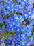 Forget Me Not Flower Garden Jigsaw Puzzle, Autism Toys For Kids, Adults