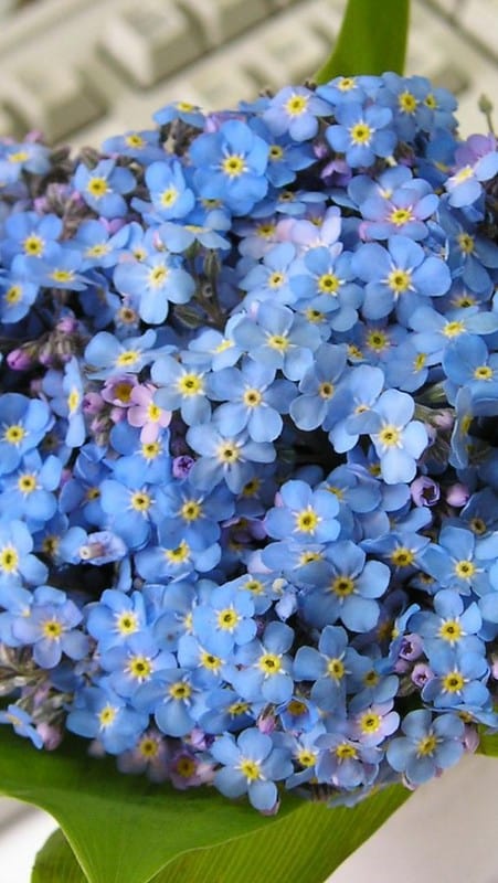 Forget Me Not Flower Jigsaw Puzzle, Autism Toys For Kids, Adults, Whimsical Jigsaw Puzzle