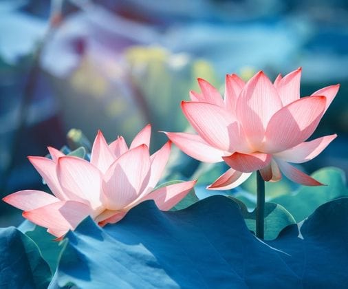 Pair Of Lotus Jigsaw Puzzle, Autism Toys For Kids, Adults, Whimsical Jigsaw Puzzle