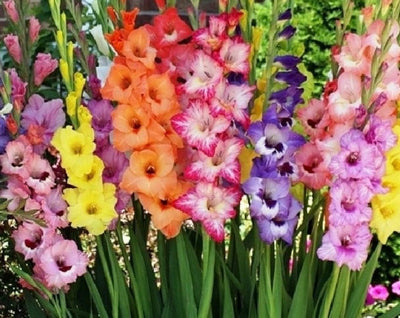 Gladiolus Flower Jigsaw Puzzle, Autism Toys For Kids, Adults, Whimsical Jigsaw Puzzle