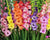 Gladiolus Flower Jigsaw Puzzle, Autism Toys For Kids, Adults, Whimsical Jigsaw Puzzle