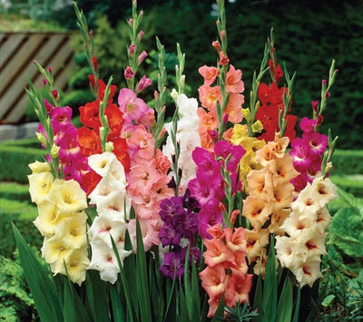 Gladiolus Large Flowering Rainbow Mixed Jigsaw Puzzle, Autism Toys For Kids, Adults