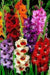 Beautiful Blooms Gladiolus Jigsaw Puzzle, Autism Toys For Kids, Adults, Whimsical Jigsaw Puzzle