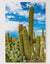 Cactus Desert Garden Floral Plants Botanical Jigsaw Puzzle, Autism Toys For Kids, Adults