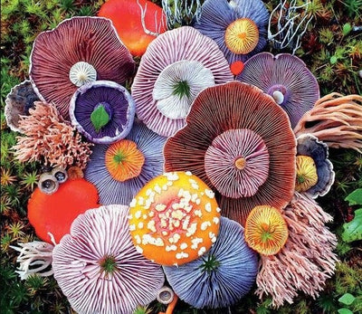 Mushrooms Jigsaw Puzzle, Autism Toys For Kids, Adults, Whimsical Jigsaw Puzzle
