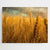 Golden Wheat Field On Late Spring Day Jigsaw Puzzle, Autism Toys For Kids, Adults