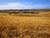 Wheat Field Jigsaw Puzzle, Whimsical Jigsaw Puzzle, Autism Toys For Kids, Adults