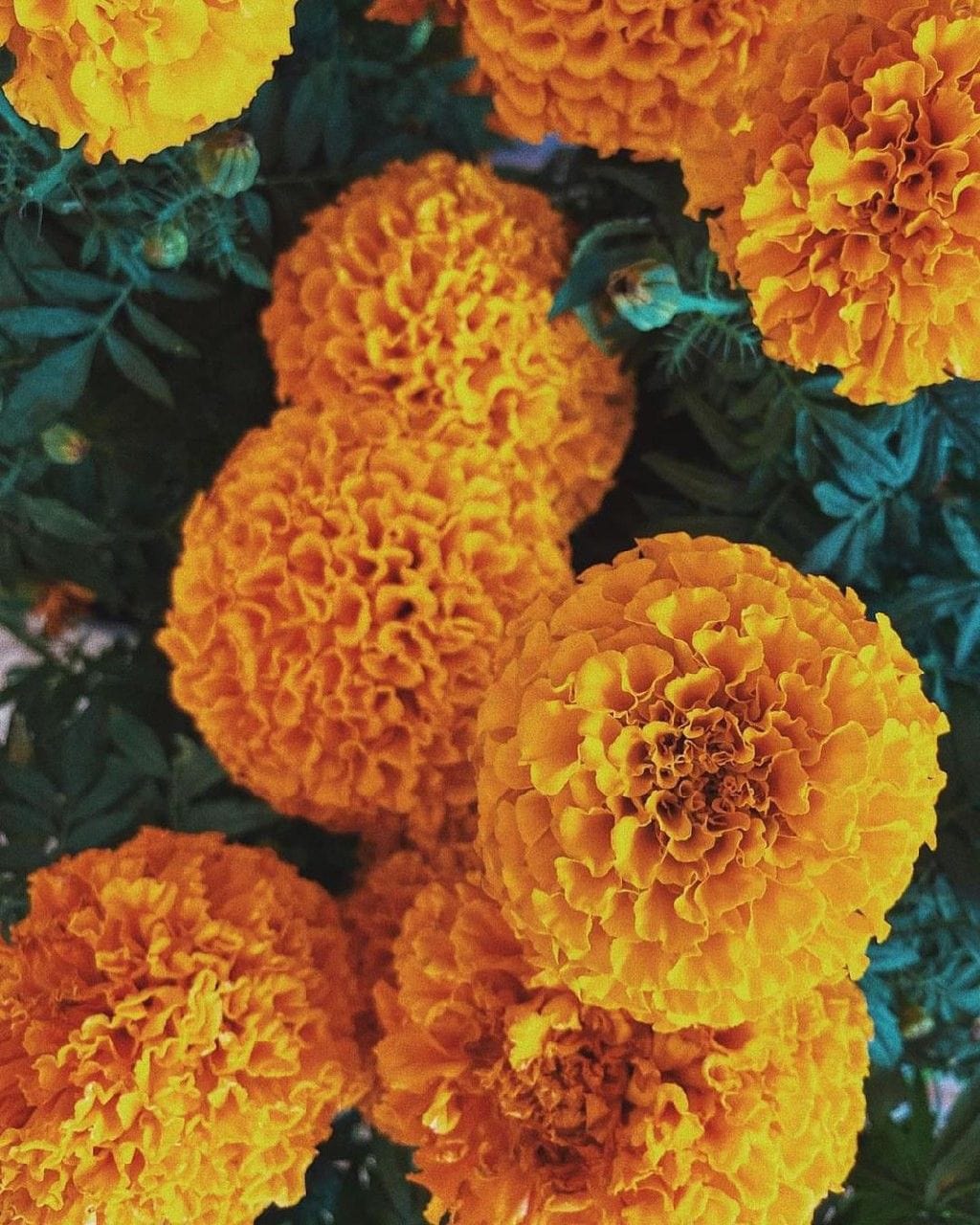 Marigolds Flower Jigsaw Puzzle, Autism Toys For Kids, Adults