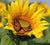 Butterfly On Sunflower Jigsaw Puzzle, Autism Toys For Kids, Adults