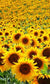 Sunflower Field Jigsaw Puzzle, Whimsical Jigsaw Puzzle, Autism Toys For Kids, Adults