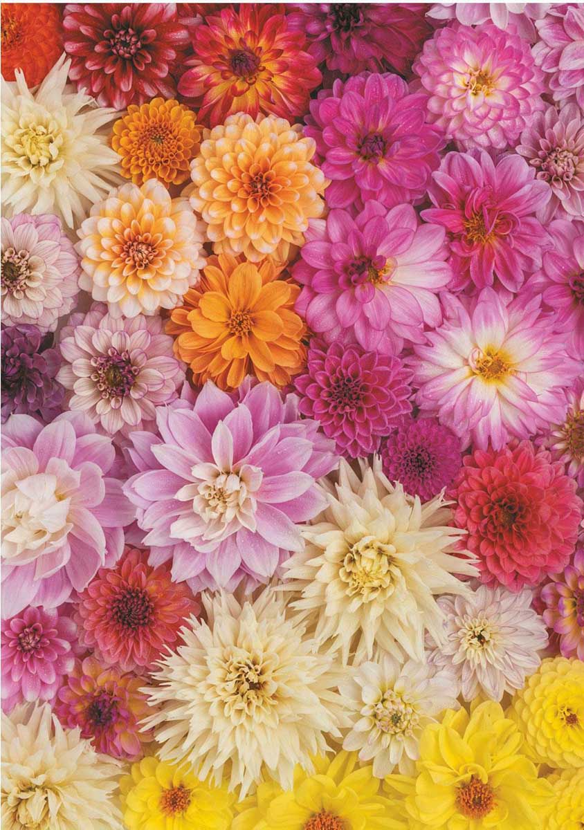 Colorful Dahlia Flower Jigsaw Puzzle, Autism Toys For Kids, Adults, Whimsical Jigsaw Puzzle