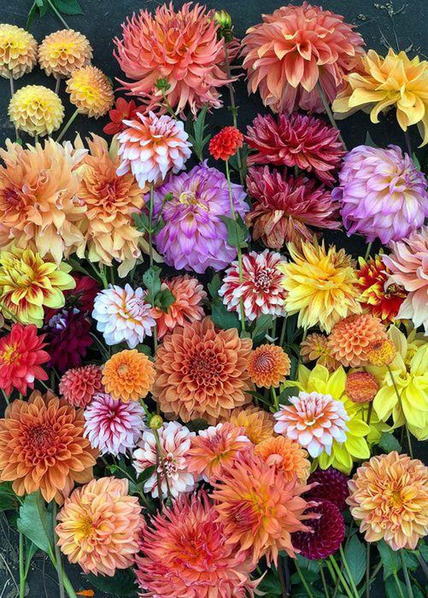 Dahlia Flowers Jigsaw Puzzle, Autism Toys For Kids, Adults, Whimsical Jigsaw Puzzle