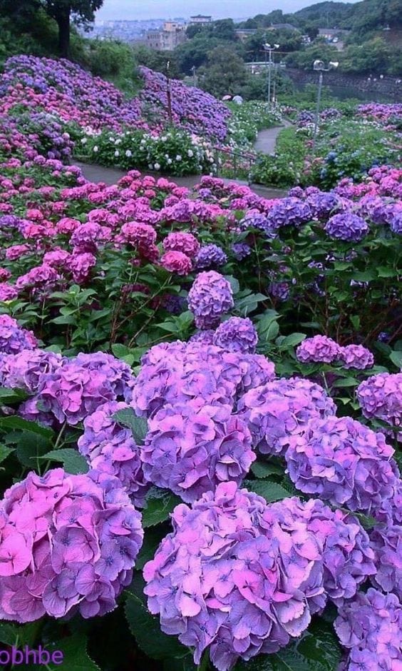 Hydrangea Garden Jigsaw Puzzle, Autism Toys For Kids, Adults, Whimsical Jigsaw Puzzle