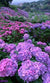 Hydrangea Garden Jigsaw Puzzle, Autism Toys For Kids, Adults, Whimsical Jigsaw Puzzle