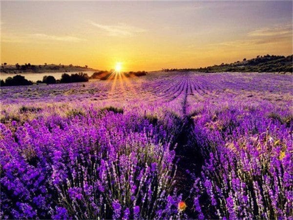 Lavender Fields Jigsaw Puzzle, Autism Toys For Kids, Adults, Whimsical Jigsaw Puzzle