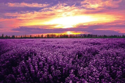 Lavender Field At Sunset Jigsaw Puzzle, Autism Toys For Kids, Adults, Whimsical Jigsaw Puzzle