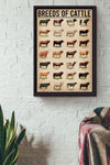 Breeds Of Cattle Cow Poster, Canvas