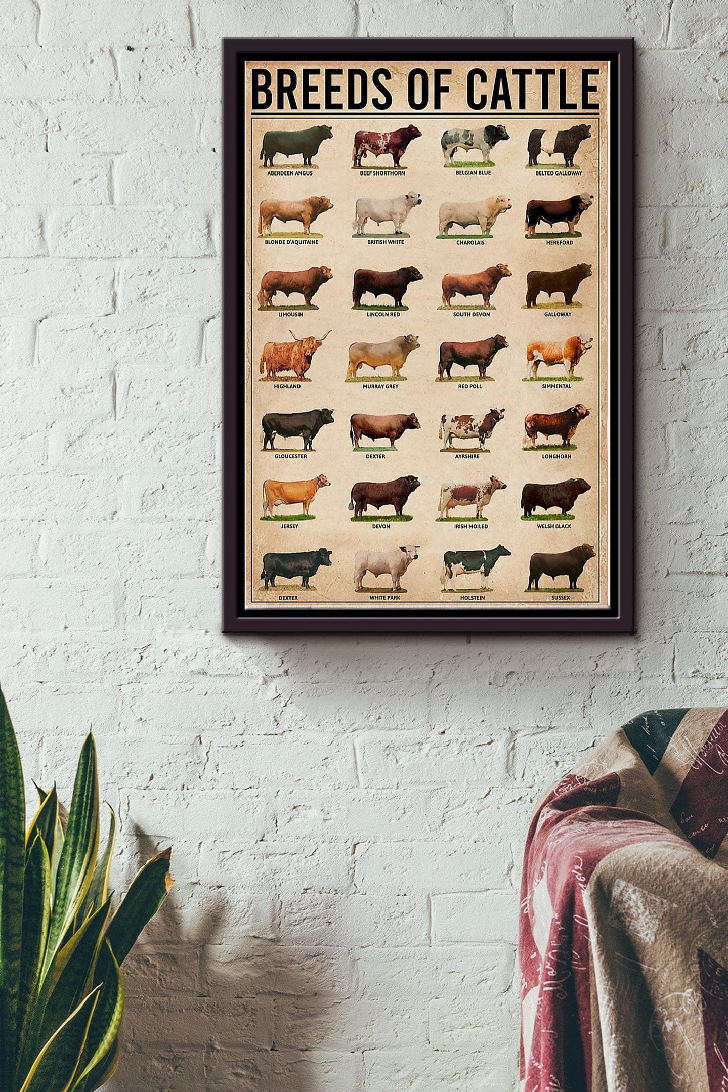 Breeds Of Cattle Cow Poster, Canvas
