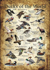 Ducks Of The World Poster, Canvas
