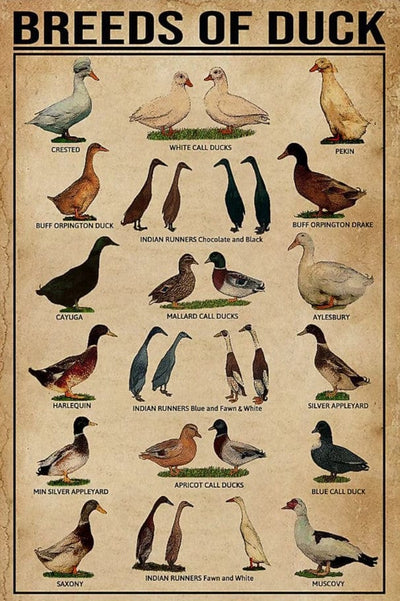 Breeds Of Duck Poster, Canvas