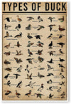Types Of Duck Poster, Canvas