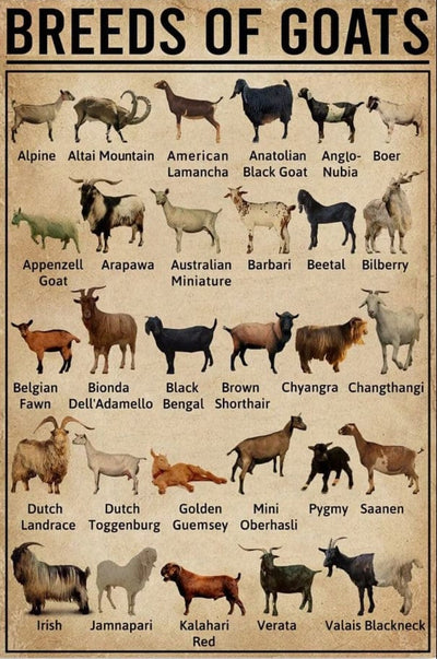 Breeds Of Goats Poster, Canvas